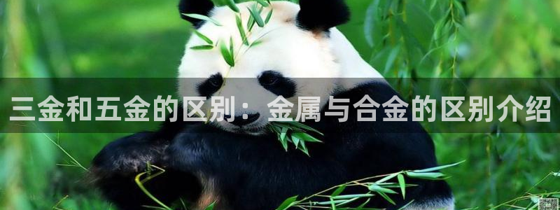 琳琅娱乐机器人